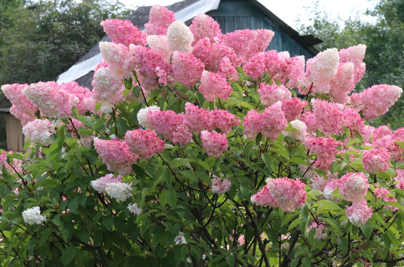 Domowy nawóz do hortensji