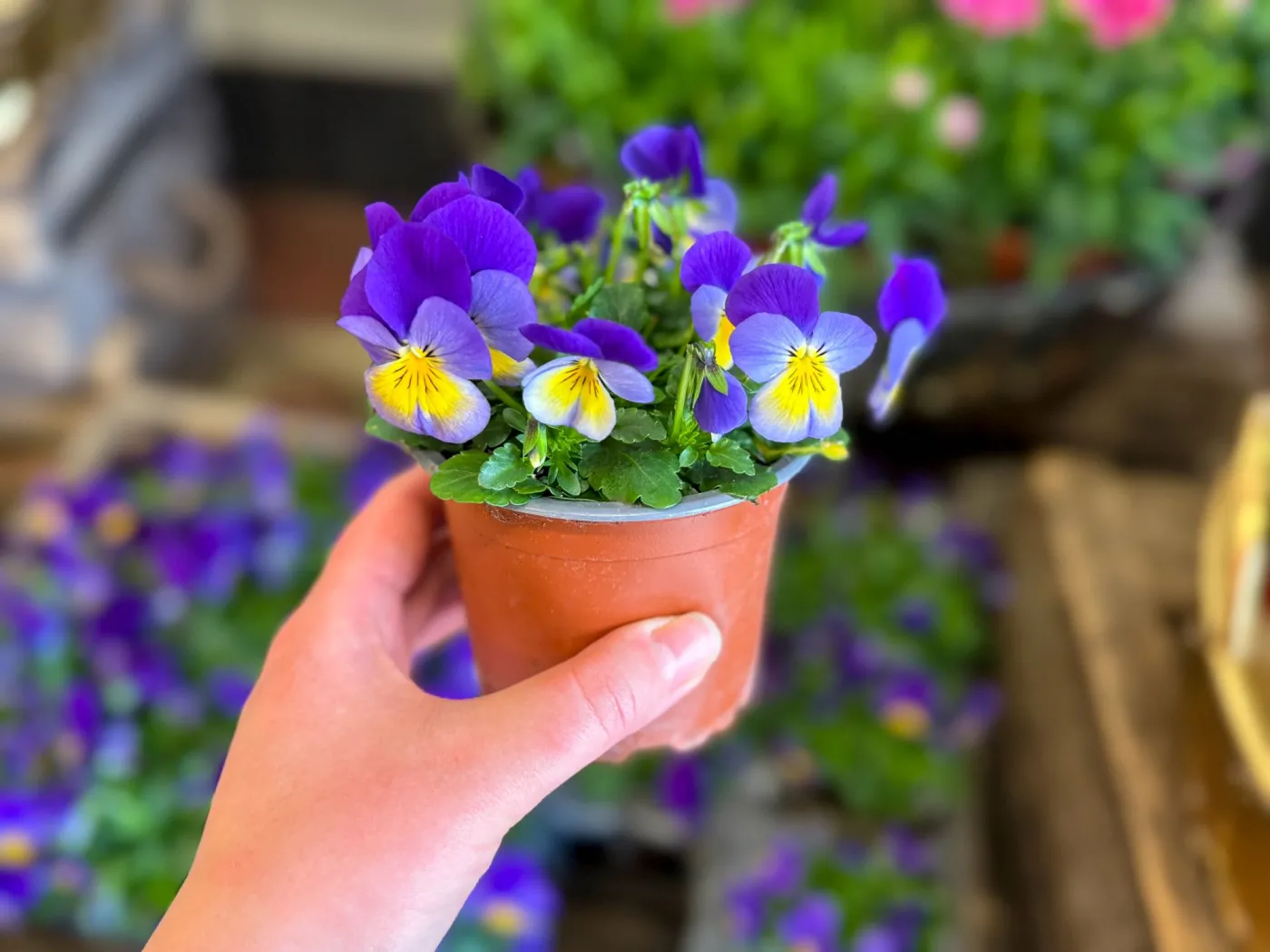 Rośliny doniczkowe - zakaz UE coraz bliżej. Zmiany odczują miliony Polaków