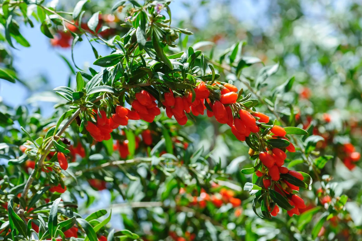 Owoce goji, czyli jak poprawić wzrok domowymi sposobami