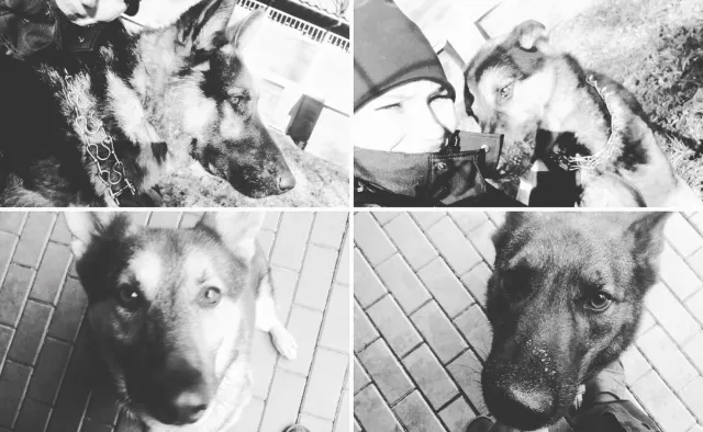 Tragiczna śmierć policyjnych psów. Jest dochodzenie w sprawie piątkowej awarii