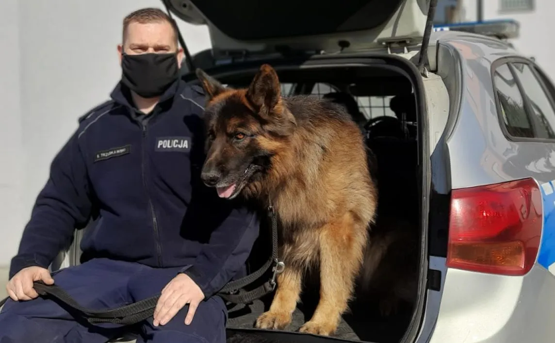 Zasłużony pies policyjny Alex odszedł na emeryturę. Zamieszkał z opiekunem