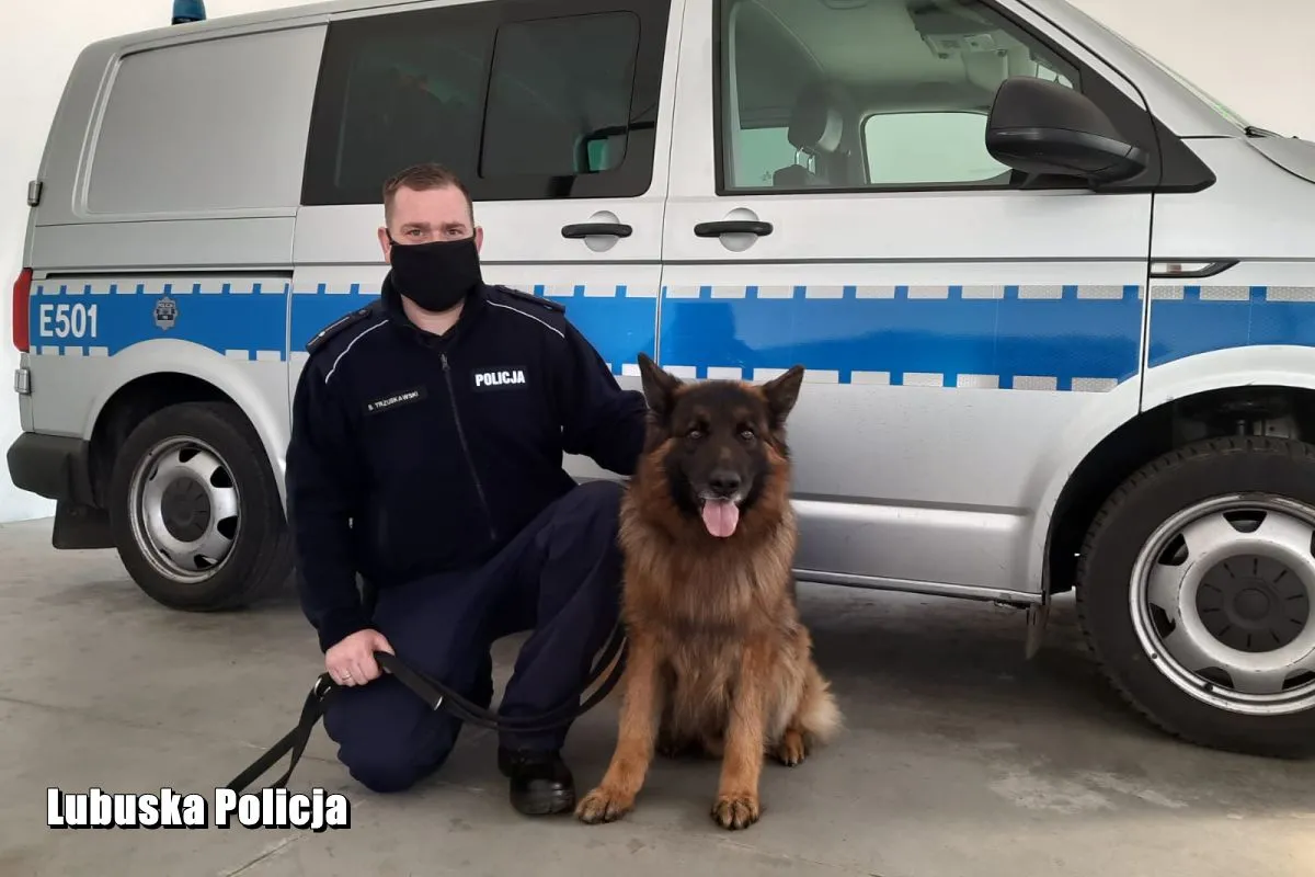 mlodszy-aspirant-bartosz-trzuskawski-i-pies-policyjny-alex-37085349.jpg