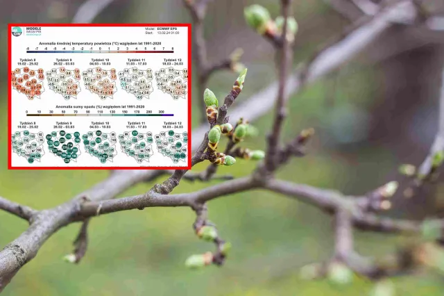Zima jeszcze wróci? Najnowsza prognoza pogody na 5 tygodni