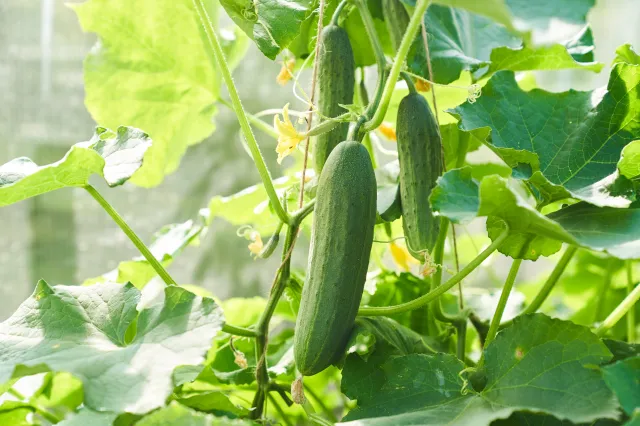 Kiedy sadzić ogórki? Najlepsze terminy dla ogórków gruntowych i z rozsady