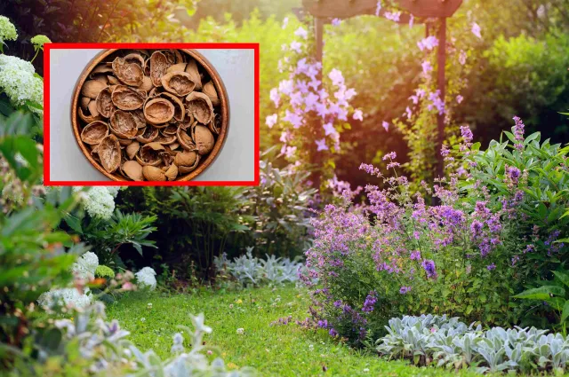 Nie wyrzucaj do śmieci! Podsyp grządki tym nawozem, a rośliny wspaniale zakwitną