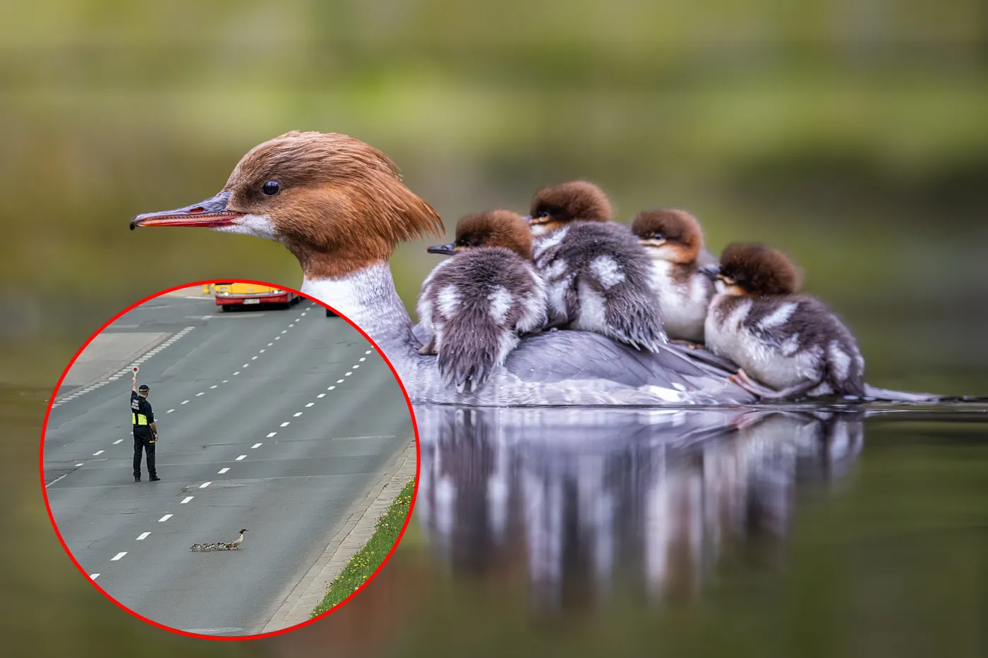 Dzielnie przemierzyły sześciopasmową trasę. Trzeba było wstrzymać ruch