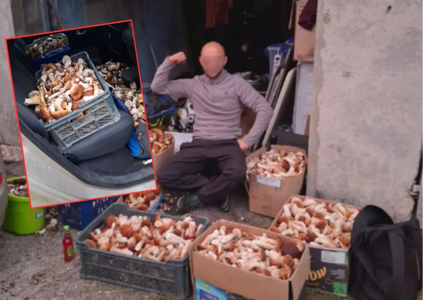 Oto nowy król grzybiarzy. Zebrał 113 kg w jeden dzień [WIDEO]