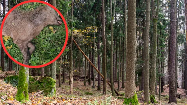 Myśleli, że to młody wilk. Nowy drapieżnik w polskim lesie