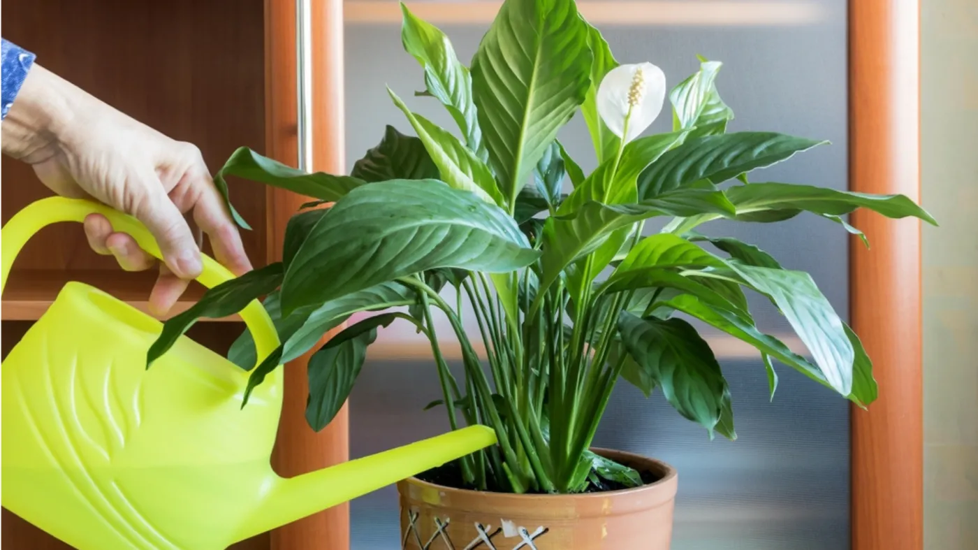 Skrzydłokwiat to jedna z roślin, które przynoszą szczęście