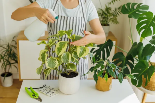 Zamiokulkas lub monstera choruje? Sprawdź, jak czosnek działa na rośliny. Zastosuj go, a roślina odżyje