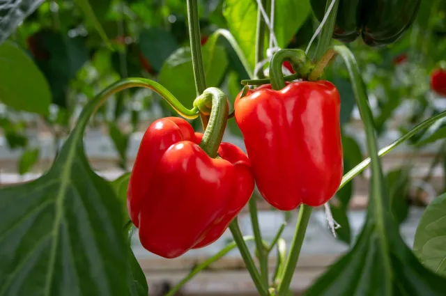 W szklarni, tunelu, gruncie i… doniczce! Kiedy sadzić paprykę?