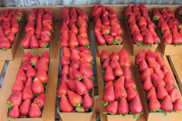 Tak można łatwo sprawdzić, czy truskawki były pryskane. Prosty sposób