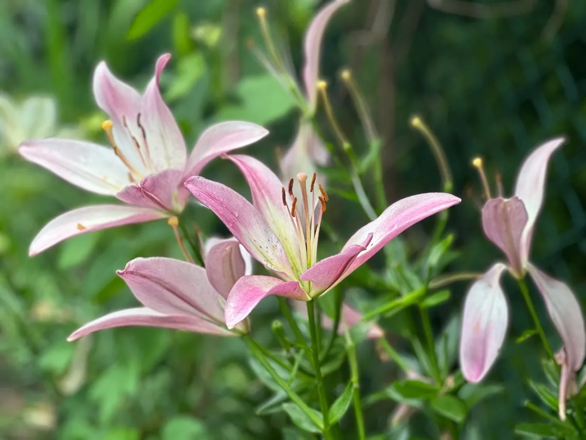 Czy obcinać lilie po przekwitnięciu?