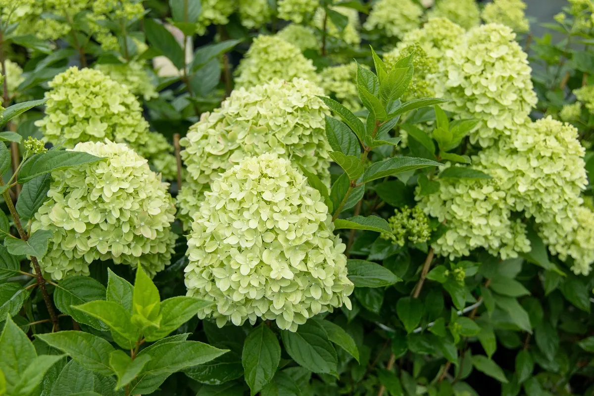 hortensja-bukietowa-limelight-przycinanie-ciecie-kiedy-jak-38097113.jpg