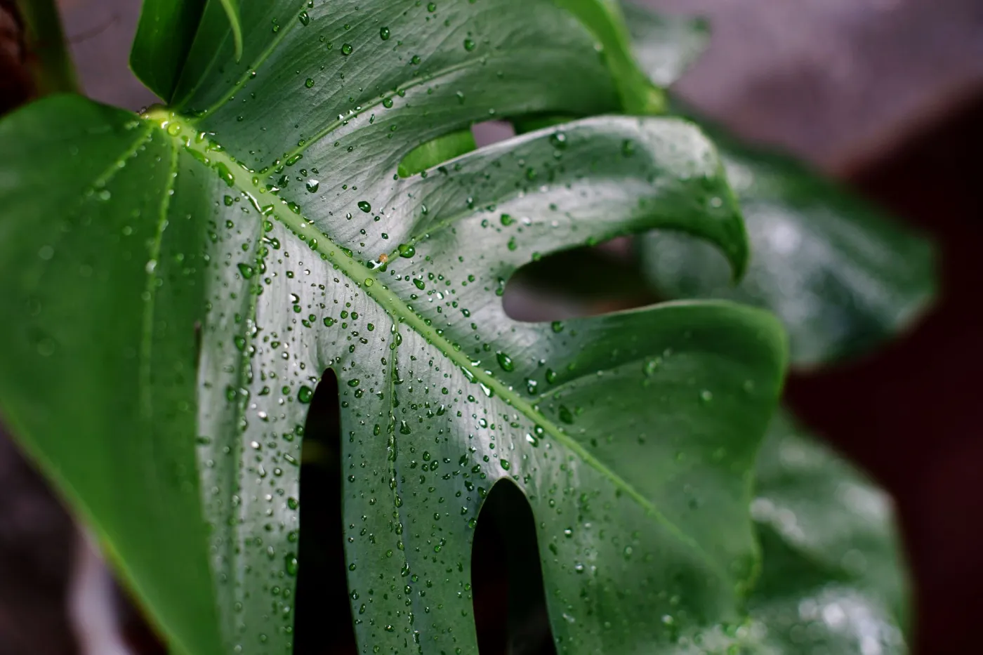 Dlaczego moja monstera „płacze”? Co zrobić gdy monstera "płacze"?