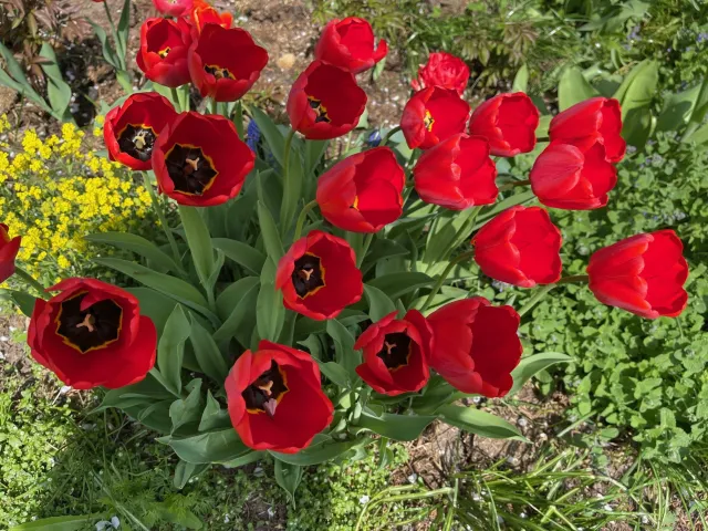 Kiedy sadzić tulipany do gruntu? W jakich odstępach? Jak głęboko sadzić tulipany?