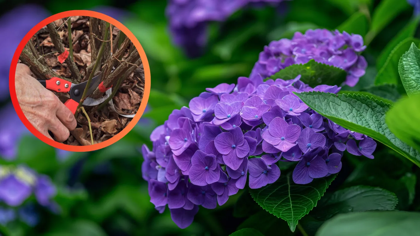 To ostatni moment na ten zabieg przed zimą. Oto, co musisz wiedzieć