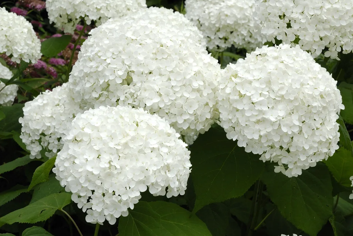 hortensja-anabelle-biala-kwiaty-kwiatostany-jak-odroznic-38097047.jpg