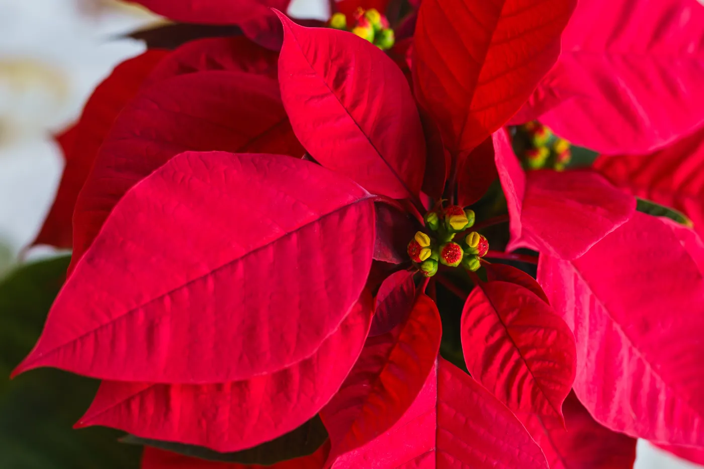 Poinsecja Gwiazda betlejemska Red,Poinsettia,Flower,,Euphorbia,Pulcherrima,,Or,Nochebuena.,Christmas,Star,Flower