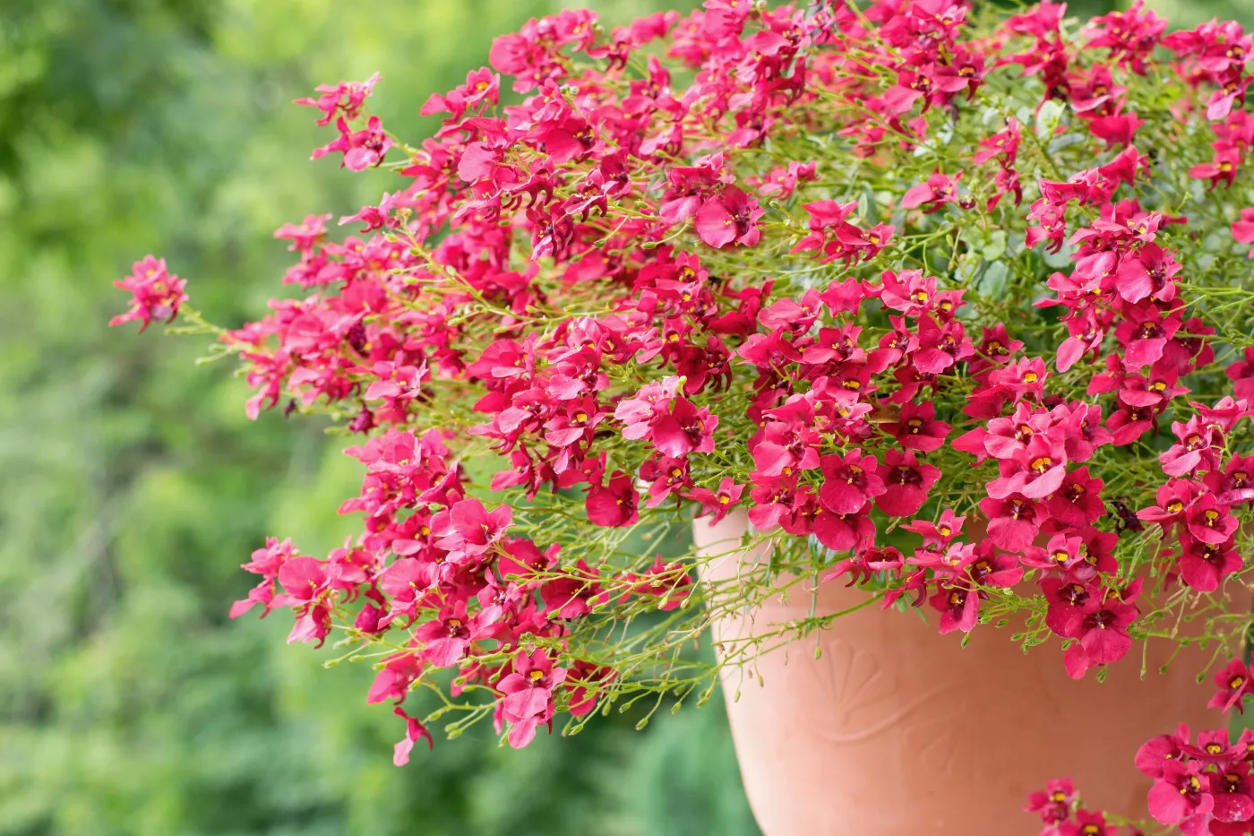 Diascia