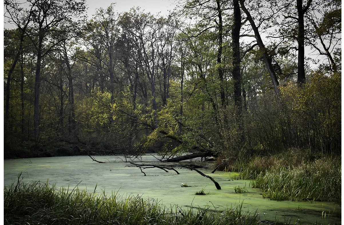 Zielonogórski Las Odrzański - nowy rezerwat przyrody w Polsce. 6 gatunków grzybów rośnie tylko tu