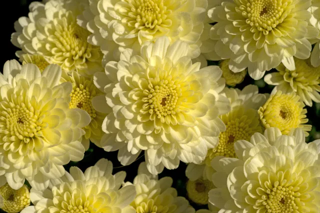 Chryzantemy to kwiat cmentarny? Odstraszają demony, insekty i są lekiem na kaca