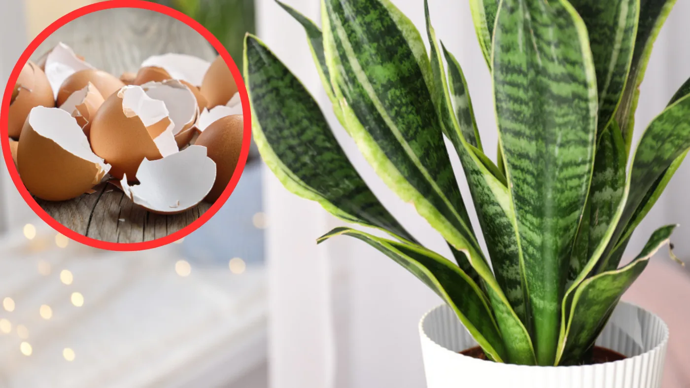 Co zrobić, żeby sansewieria wypuściła nowe liście? Zrób to, a w doniczce szybko się zagęści