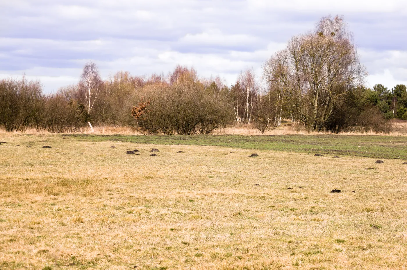 Klimatyczny armagedon? Polska na krawędzi katastrofalnej suszy [DŁUGOTERMINOWA PROGNOZA POGODY]