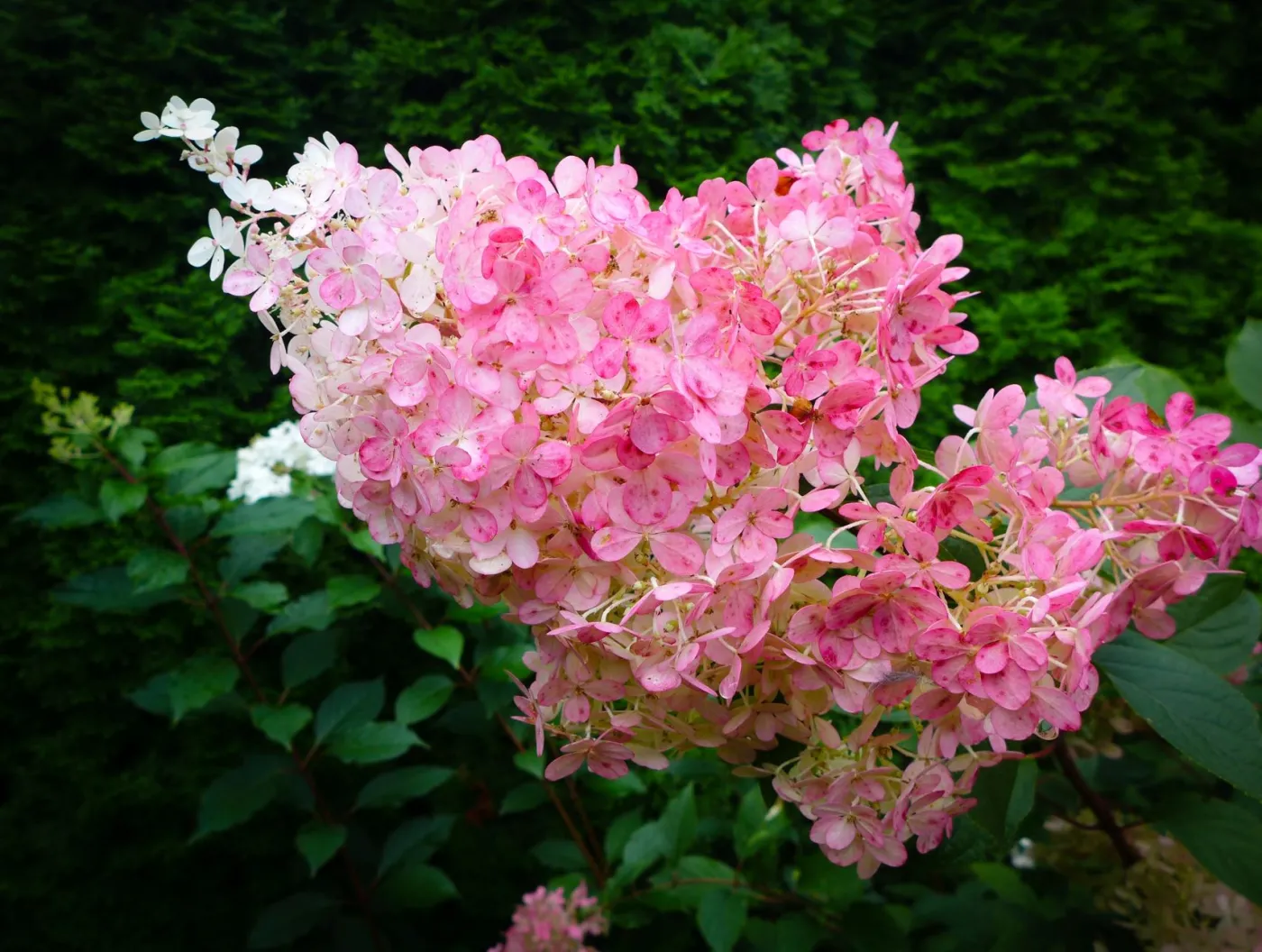 Kiedy ciąć hortensje bukietowe? Jak przycinać hortensje bukietowe wiosną?