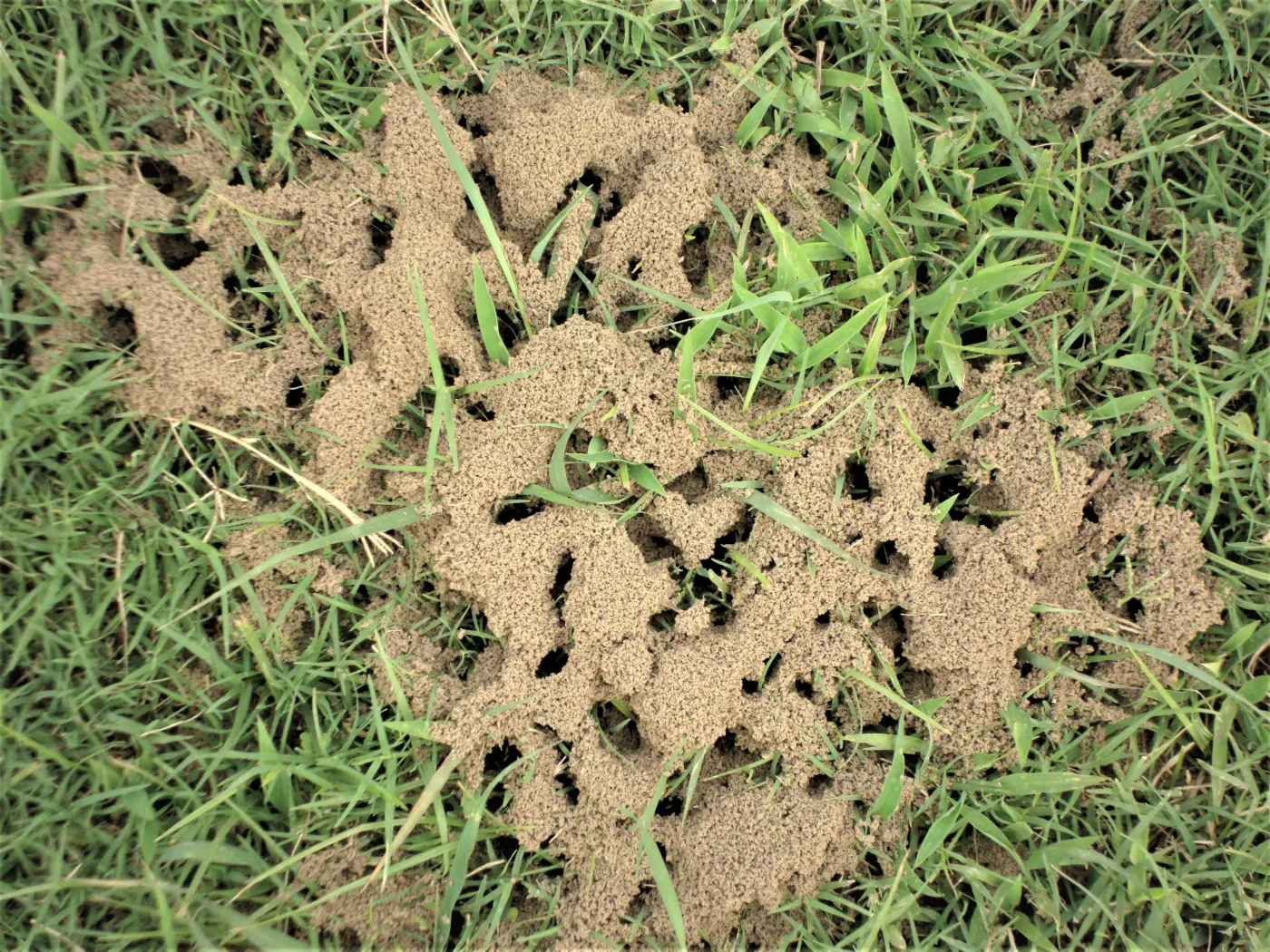 Domowe sposoby na mrówki w ogrodzie. Czego nie lubią mrówki? Jak zwalczyć mrówki w ogrodzie?