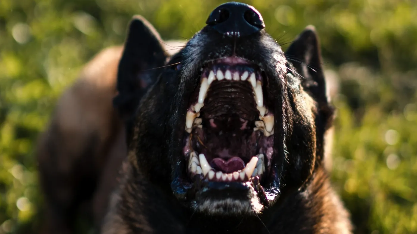 Psy zagryzły mężczyznę. Właściciel zwierząt usłyszał zarzuty