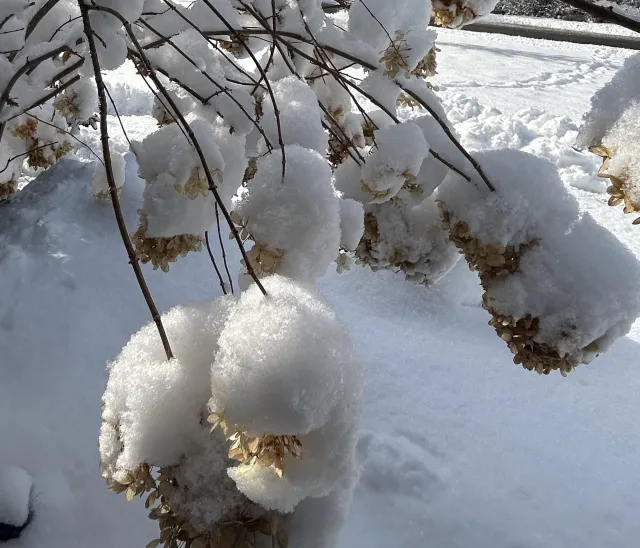 Zrób to z hortensjami zimą, inaczej nie zakwitną wiosną 2026. Zabiegi w styczniu i lutym decydują o przetrwaniu hortensji