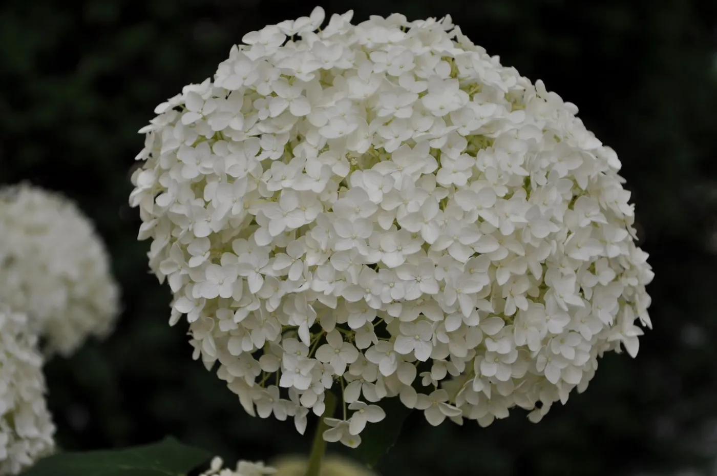 hydrangea-arborescens-hortensja-krzewiasta-odmiana-annabelle-37875666.jpg