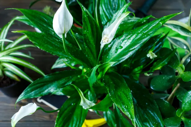 Wlej 1 szklankę, a skrzydłokwiat wypuści nowe kwiaty i odzyska piękny kolor. Czym podlewać skrzydłokwiat, aby zakwitł?