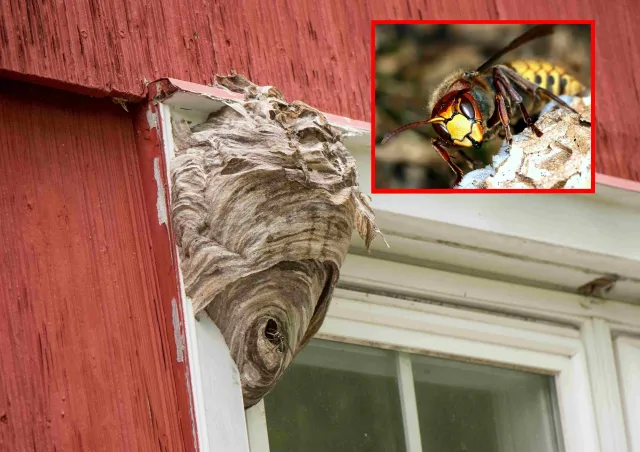 Osy i szerszenie na balkonie? Sprawdź, jak pozbyć się os i szerszeni z balkonu i ogrodu