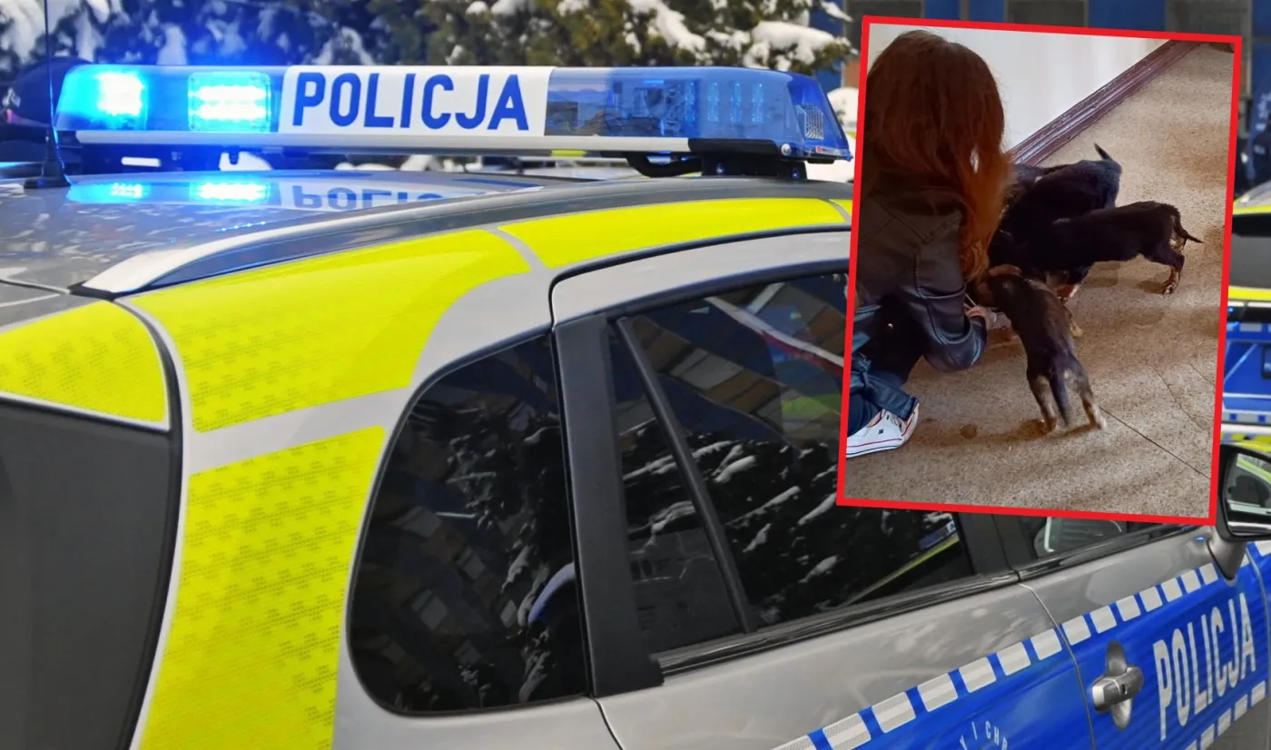 Horror 7 psiaków. "Bez wody i jedzenia". Gdzie właściciel?