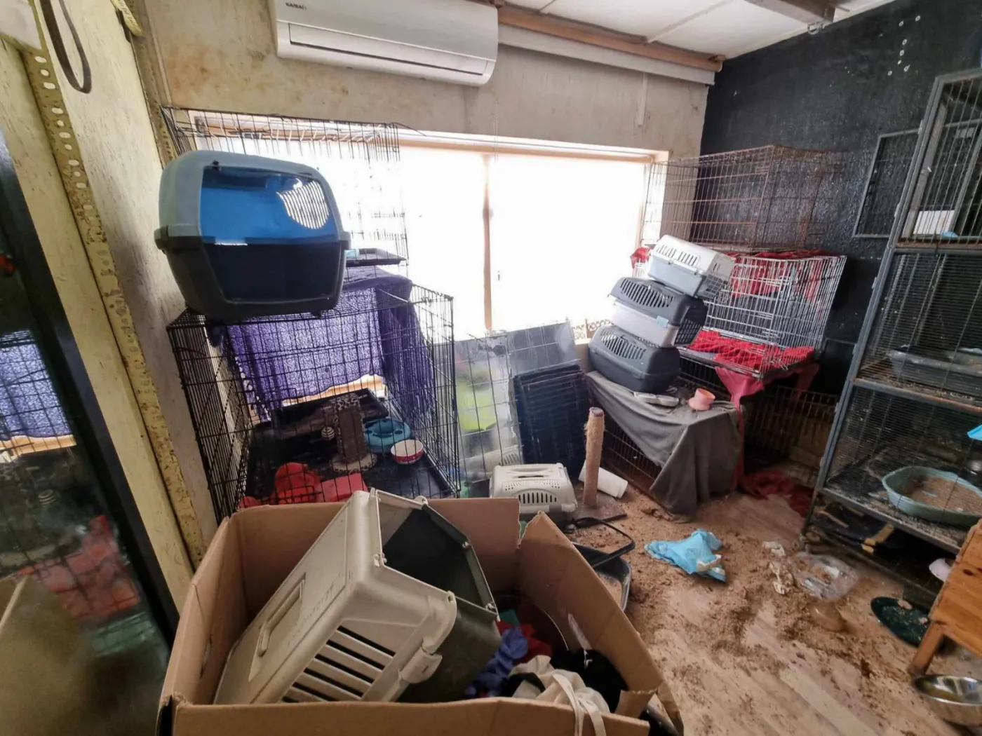 Dantejskie sceny na terenie fundacji. Znaleziono 37 martwych zwierząt, szefowa wpadła w szał