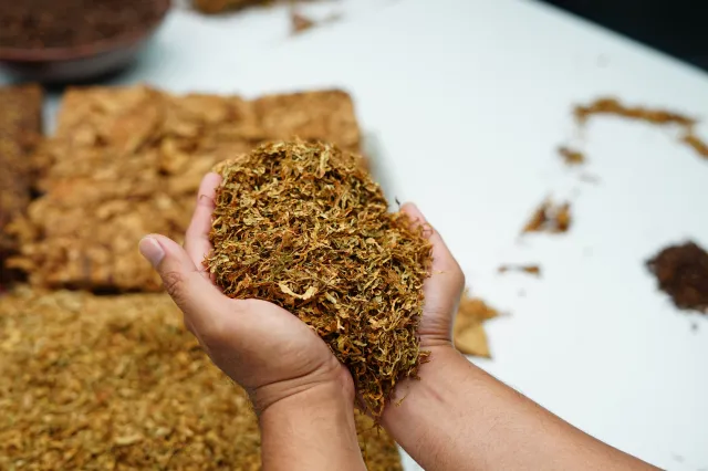 Magnat rynku tytoniowego zamyka fabrykę w Niemczech. Setki osób bez pracy