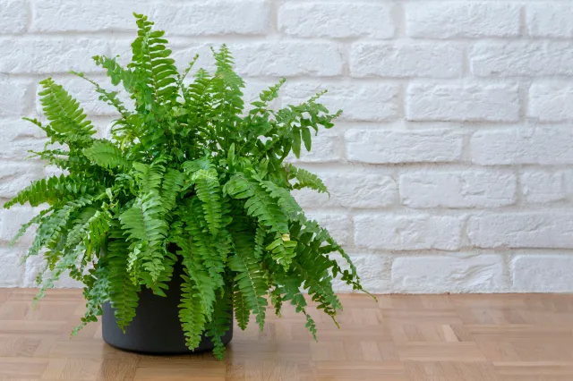 Jak dbać o paprotkę? Ta jedna prosta rzecz sprawi, że będzie bujnie rosła