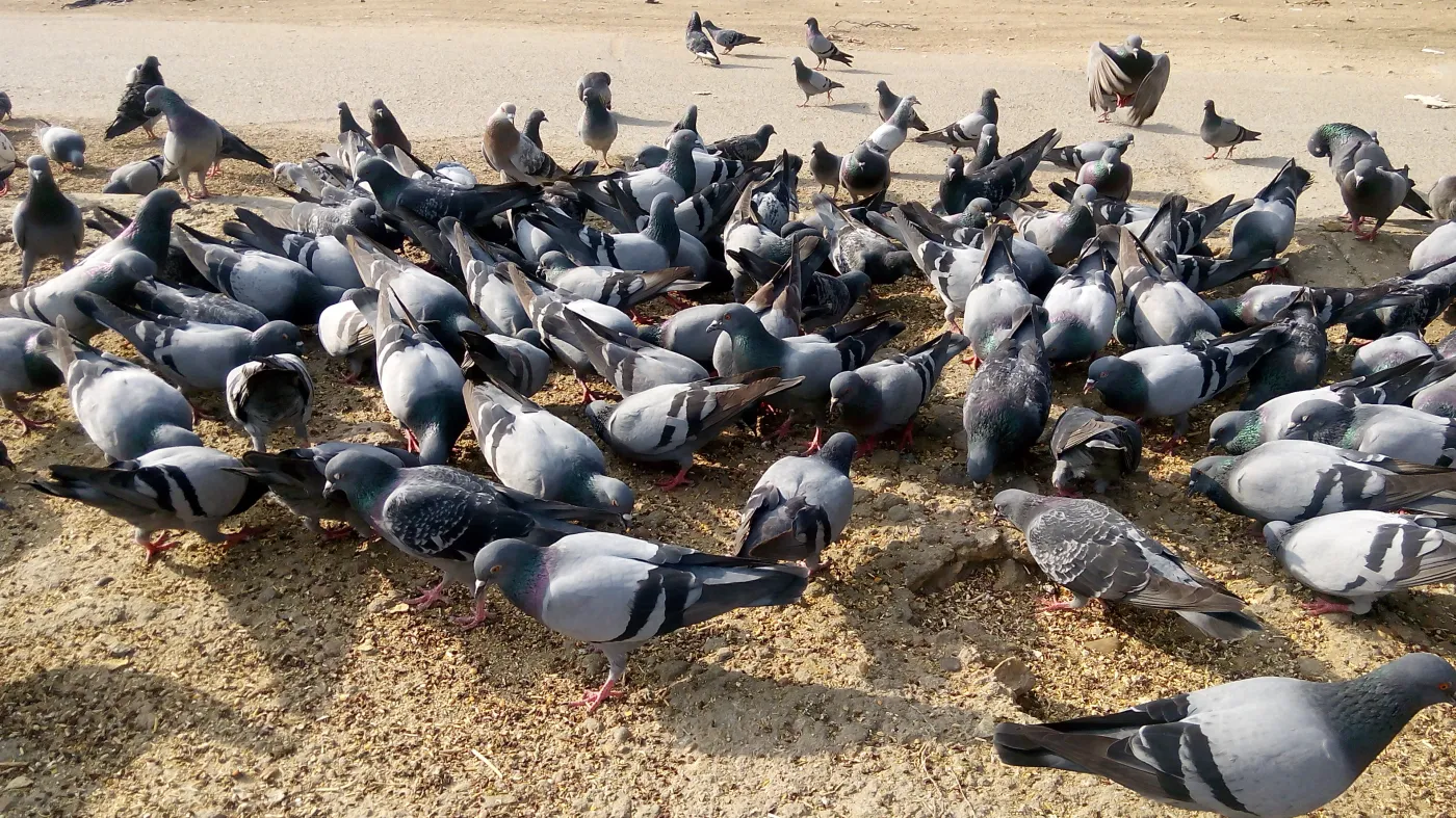 Jak odstraszyć gołębie z balkonu? Jest kilka skutecznych sposobów