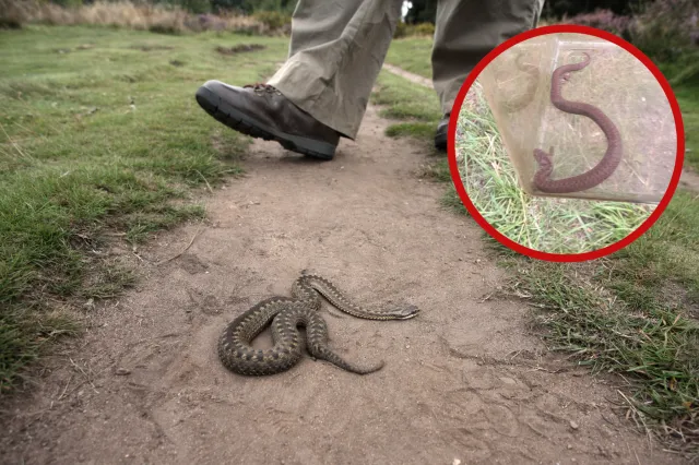 Plaga jadowitych gadów na Dolnym Śląsku. Mieszkańcy w strachu