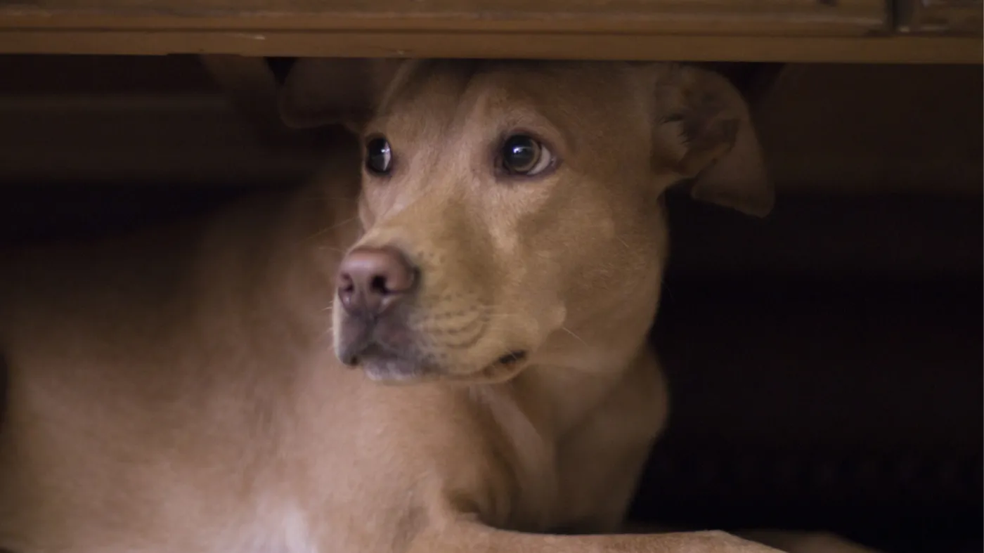 Zrób to przed spacerem z psem w Sylwestra. Ważna zasada