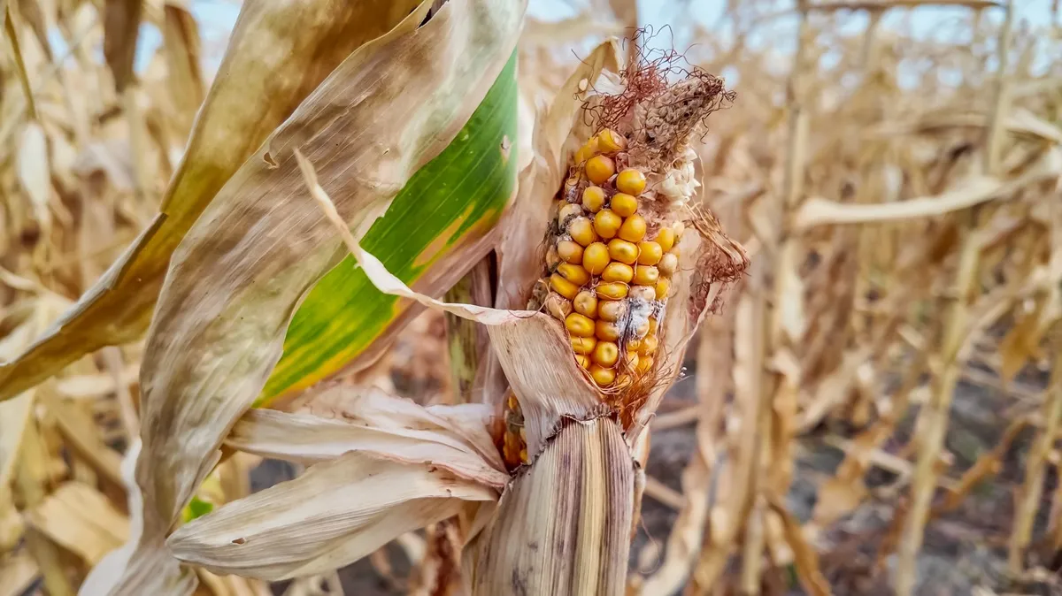 Pomoc suszowa 2025 – dla kogo? Do kiedy wniosek? Ile można dostać pomocy suszowej w 2025 roku?