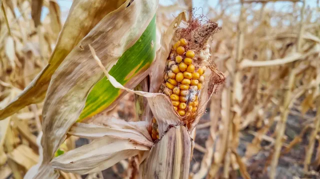 Pomoc suszowa 2025 – dla kogo? Do kiedy wniosek? Ile można dostać pomocy suszowej w 2025 roku?