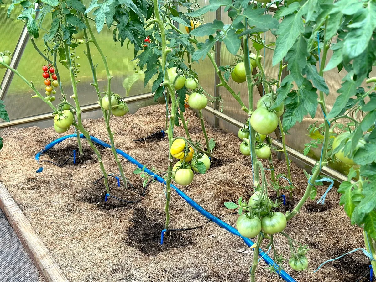 Saletra wapniowa na pomidory - dawkowanie. Jak zrobić oprysk z saletry wapniowej na pomidory? Kiedy stosować saletrę wapniową pod pomidory?