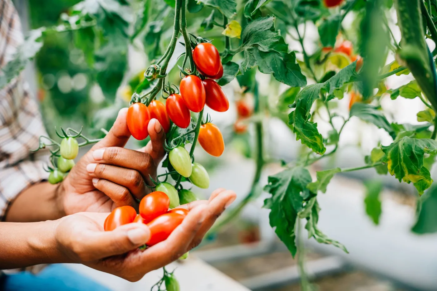 Dodaj do wody i spryskaj pomidory. Będą owocować jak szalone