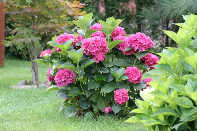 Zalej to wodą i podlej hortensję. Kwiaty przestaną brązowieć