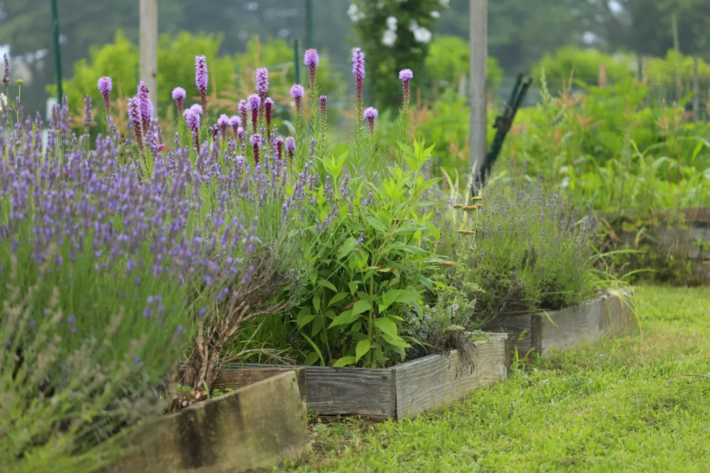 Co będzie modne w ogrodach w 2026 roku? Najnowsze trendy ogrodowe