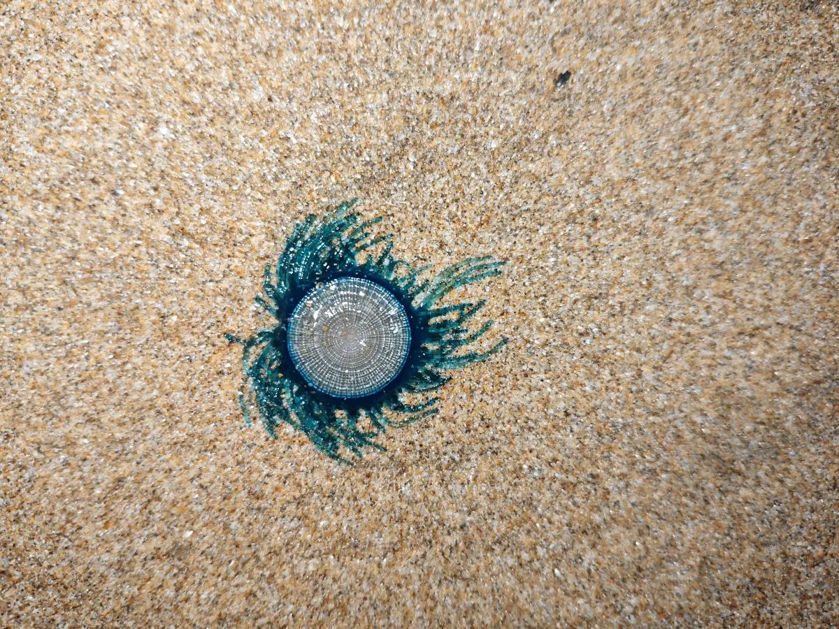 Atak niebieskich meduz w Tajlandii. Władze zamykają rajskie plaże