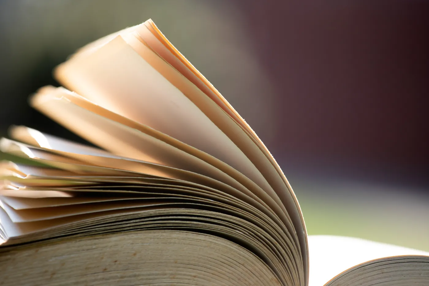 Open,Book,Under,Sunlight,Outdoors.,Education,And,Wisdom,Concept